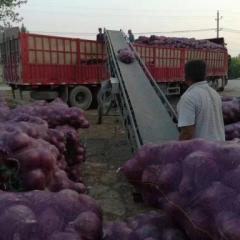 2018年河南开封周口大量冷库红皮洋葱出库求合作
