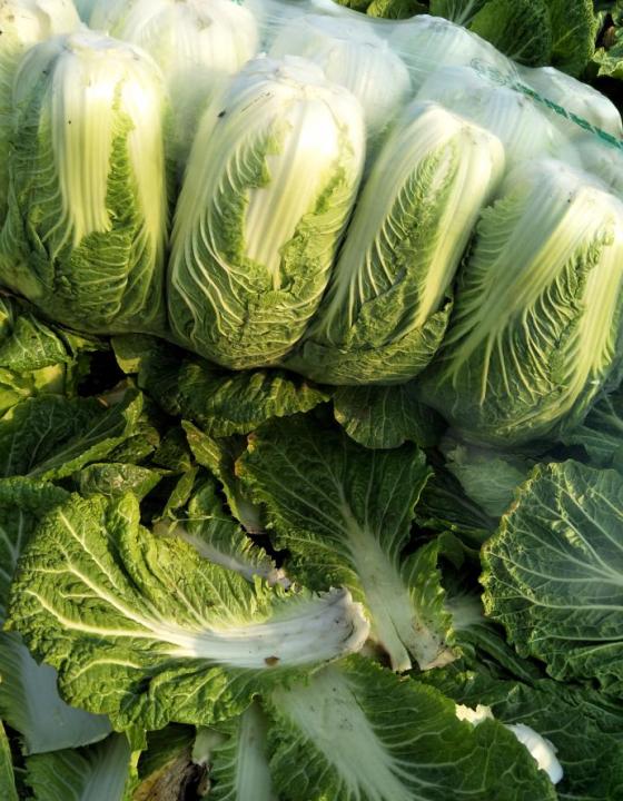 供应:钟祥本地大白菜大量上市