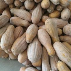 河南邓州金韩秘本南瓜，量大，需要的联系