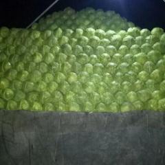 莒南甘蓝名优产品筵宾解桂飞诚信合作