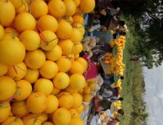 瑞丽缅甸 缅甸黄河蜜大量上市