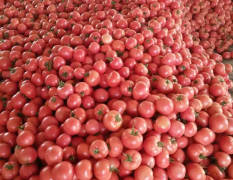 山东广饶万亩西红柿种植基地