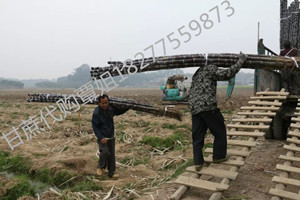 广西玉林樟木镇黑皮甘蔗大量上市