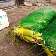 武汉四季美农贸城 甜玉米今年算是一枝独秀