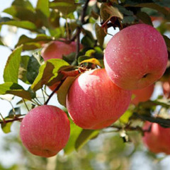 农户自家种植的河南三门峡红富士苹果批发价格