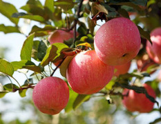 农户自家种植的河南三门峡红富士苹果批发价格