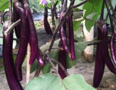 厦门蔬菜供应基地现大量供应紫长茄