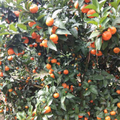 永福沙糖桔可以开始订购果了