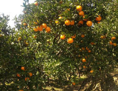 保靖椪柑 非常适宜柑橘生长
