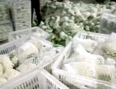 沛县菜花常年供应白面青梗松花菜。价格优