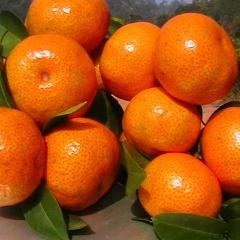 广西玉林市沙糖桔千万斤鲜果大量上市中