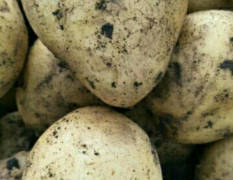 北林大量出售黑龙江脱毒马铃薯种子
