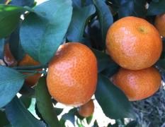 2017江洲合作社社员共种植有一千多亩柑橘！