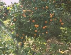 广西灵川家里种植的沙糖桔橘