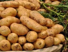 山东坊子荷兰十五土豆 常年供应优质土豆、大葱