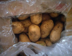 山东定陶荷兰十五自种土豆4万斤 荷兰豆 颜色好