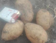 北林土豆 出售荷兰，尤金885，延薯四号