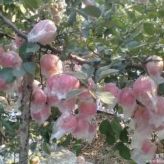 陕西红富士苹果批发价格