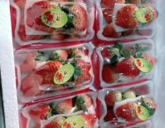 东莞水果批发市场牛奶草莓