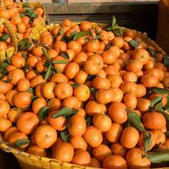 西乡塘沙糖桔 本村种植沙糖桔面积大