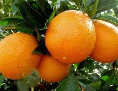各种脐橙代销批发 满意果品贸易有限公司