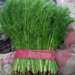 河北邢台柏乡县茴香苗大量供应