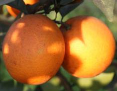 仁寿脐橙 原生态果园，不乱打药，不除草