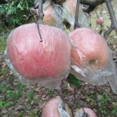 大荔苹果热销 我公司常年代办各种水果