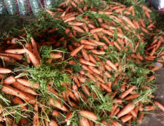 宛城胡萝卜 三红胡萝卜大量上市中，带叶