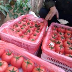 2017平原西红柿 我处正是西红柿大量上市的时候