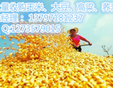 汉川玉米 今日国内玉米市场趋弱运行