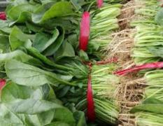 河南滑县大棚菠菜，大量上市中，20—25分长