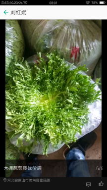 唐山盛产大叶，小叶苦苣