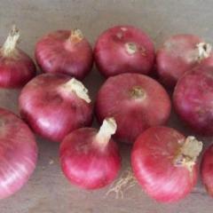 山东金乡长年供应冷库内各种洋葱：