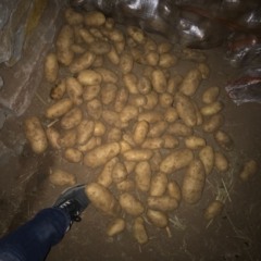 内蒙古武川 红土地夏波蒂，颜色好