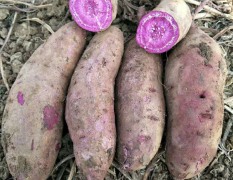 2018湖北宜城红薯 紫薯品质优良