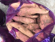 宜城红薯 西瓜红、龙九、苏八、紫薯量大