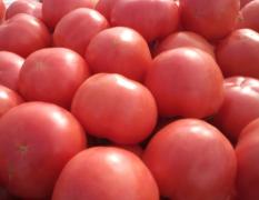 宁城大城子镇 本地大量出售硬粉西红柿