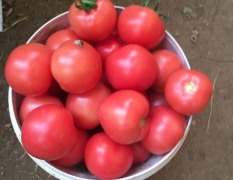 禹城是德州地区最大的西红柿，芹菜基地