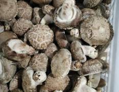 濮阳香菇 长年销售菜菇，中菇，大白菇