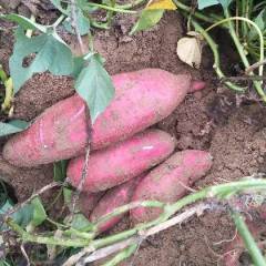 2017夏津红薯 红皮苏八 薯形坨圆形18753441710