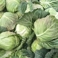 钟祥甘蓝本地旺旺大量上市，但货源紧张