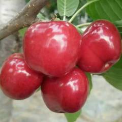 山东潍坊临朐大樱桃基地直发保质保鲜