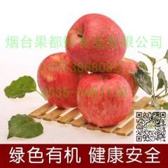 烟台果都鲜 栖霞红富士苹果