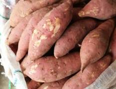 广西江南海吉星市场全年代销代购全国各地红薯