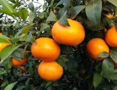 武鸣柑橘 本人八年源产地收购水果经验