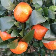 融水沙糖桔 柳州市融水县砂糖桔