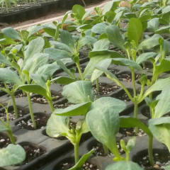 昌乐尧沟12月各种西瓜苗，西瓜种子