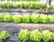 莱西温室大棚种植无公害生菜，苦菊
