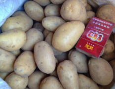 常年供应1.5~3两小土豆